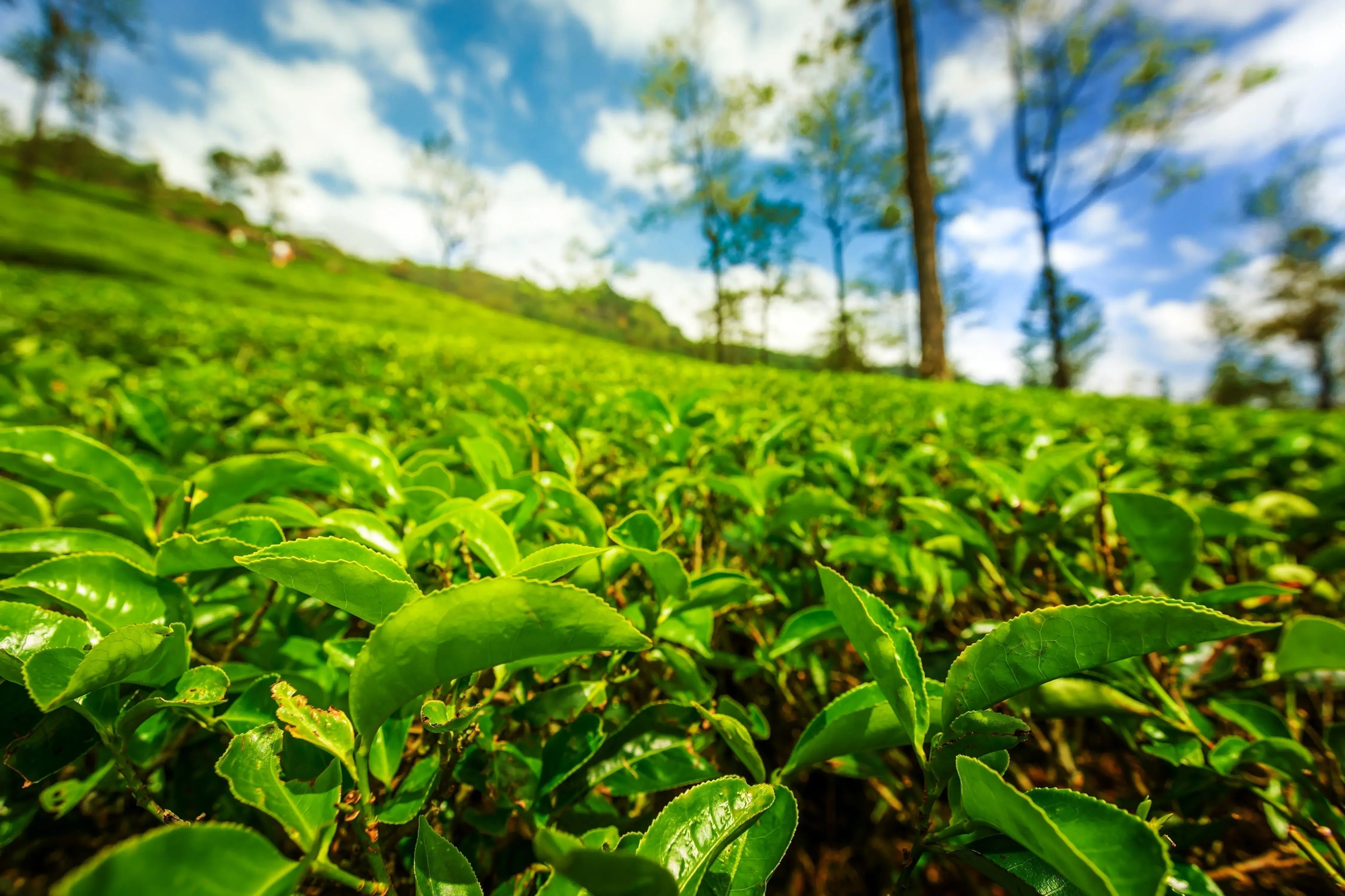 Celebrating Earth Month with Brook37: Our Commitment to Sustainability and 1% for the Planet