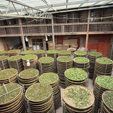 Fujian Jasmine - 7-Scented Jasmine & Biluochun Harmony