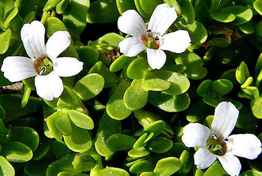 Bacopa_ingredients
