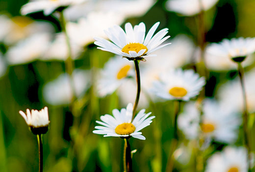 Chamomile_ingredients