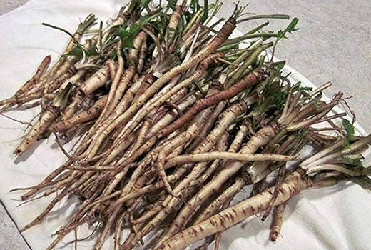 Dandelion-Root-_Raw_ingredients