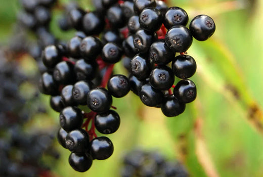 Elderberry