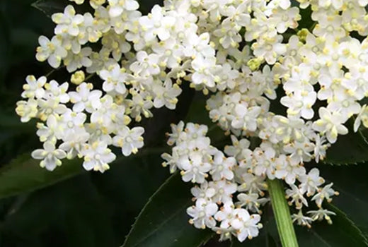 Elderflower