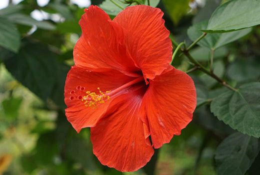 Hibiscus