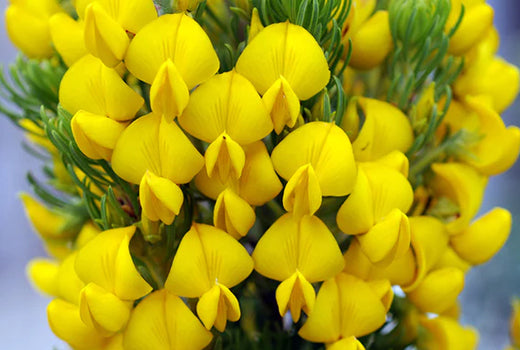 Honeybush