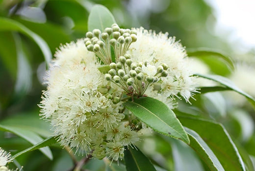 Lemon-Myrtle