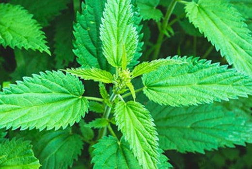 Nettle