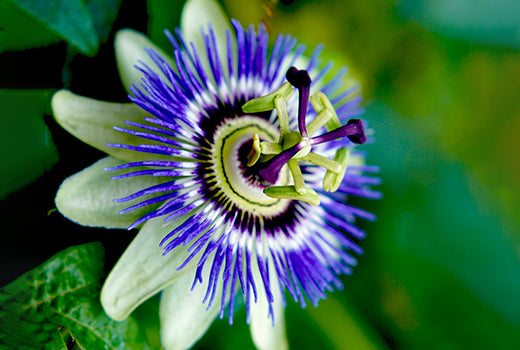 Passion-Flower