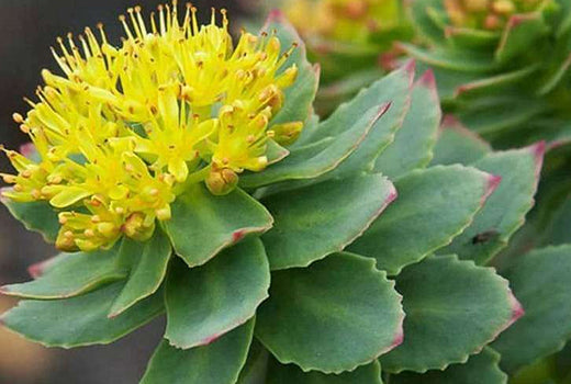 Rhodiola-Rosea