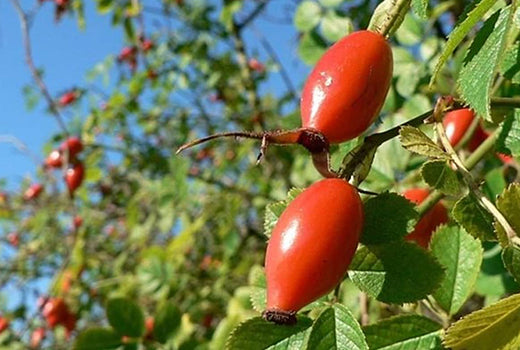 Rosehips