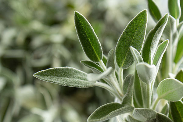 Sage