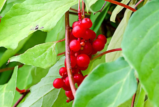 Schisandra-Berry