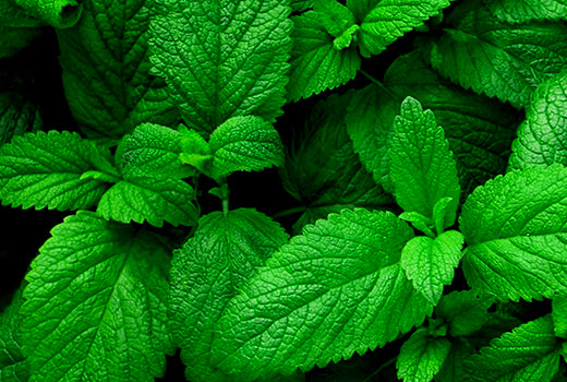 Spearmint