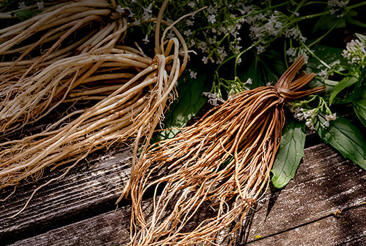 VALERIAN-ROOT